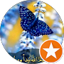 Abou Dalou Raed